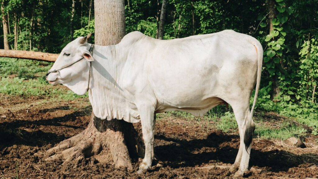 थारपारकर गाय प्रतिदिन औसतन 15 से 18 लीटर दूध देती है. एक ब्यांत में इसका दूध उत्पादन 1500 से 2200 लीटर तक पहुंच सकता है, जो इसे देश की बेहतर देशी नस्लों में शामिल करता है. थारपारकर गाय प्रतिदिन औसतन 15 से 18 लीटर दूध देती है. एक ब्यांत में इसका दूध उत्पादन 1500 से 2200 लीटर तक पहुंच सकता है, जो इसे देश की बेहतर देशी नस्लों में शामिल करता है.