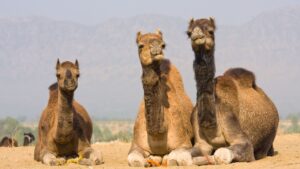 Camel Care: ऊंट पालकों के ठंड ने बढ़ाई मुश्किलें, ऊंट को शीतलहर से बचाने के लिए ये उपाय अपनाएं Camel Care: ऊंट पालकों के ठंड ने बढ़ाई मुश्किलें, ऊंट को शीतलहर से बचाने के लिए ये उपाय अपनाएं