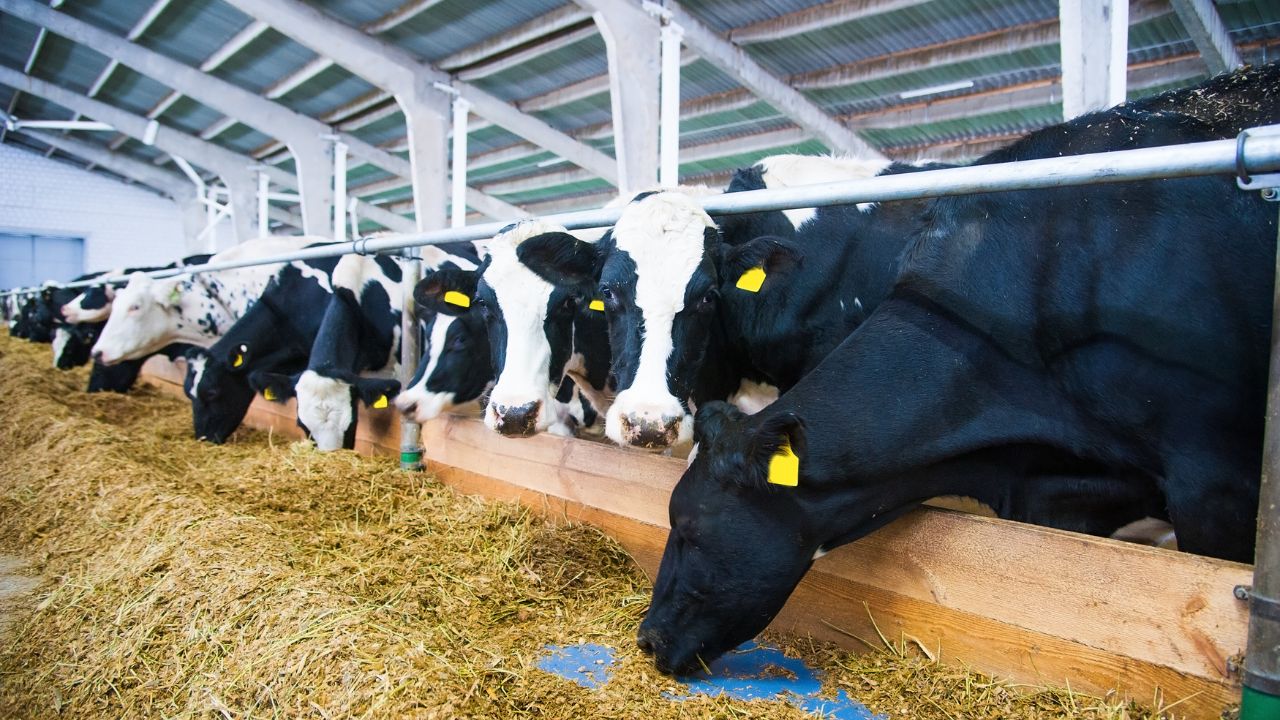 Animal Care: सर्दी के मौसम में न करें लापरवाही, सरसों खली खिलाते ही बढ़ेगा पशु का दूध और घटेंगी बीमारियां