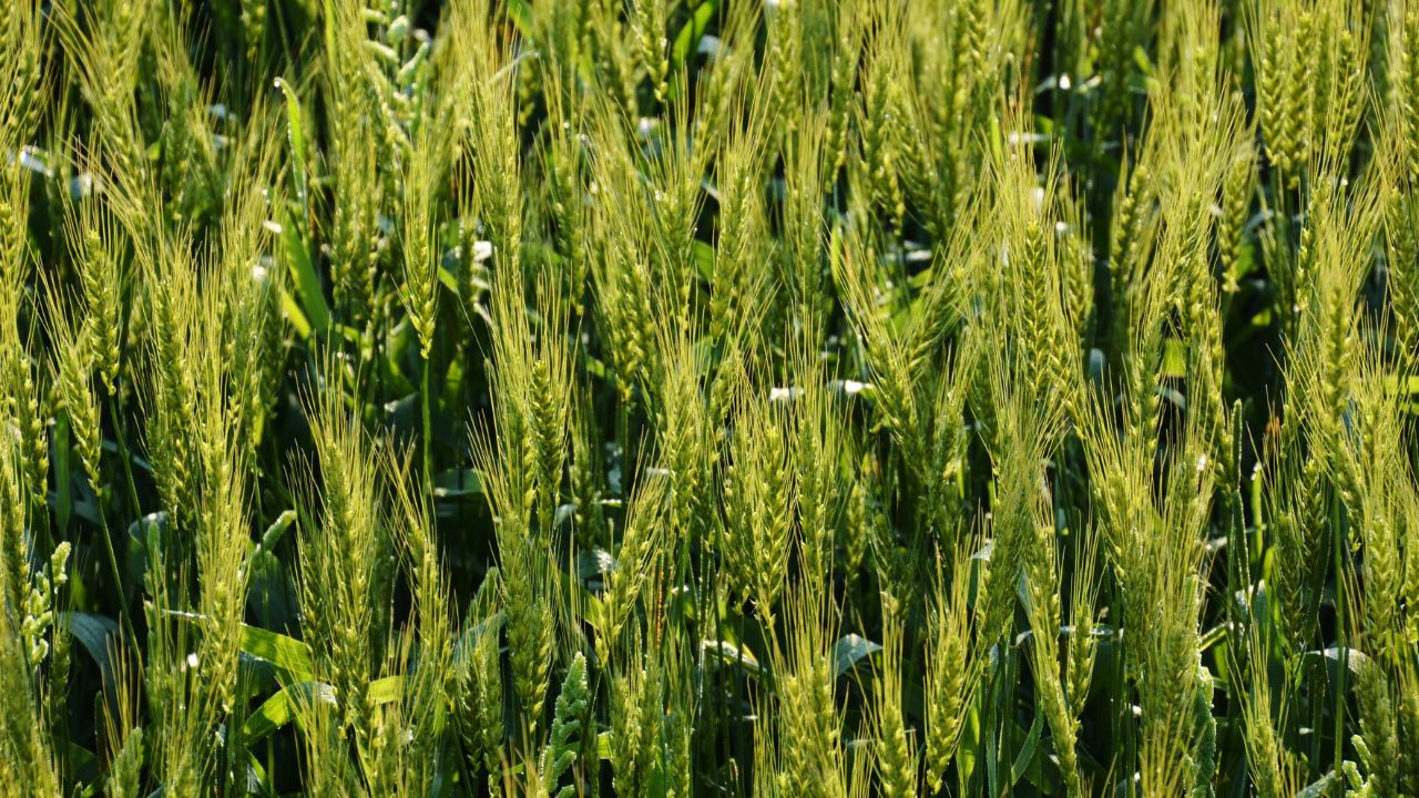 गेहूं बुवाई के 20 दिन बाद करें पहली सिंचाई, फिर प्रति एकड़ इस मात्रा में करें यूरिया का छिड़काव