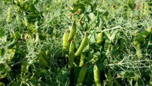 Pea Farming: ठंड और पाले का भी मटर पर नहीं होगा कुछ असर, अपनाएं ये फॉर्मूला.. बढ़ जाएगी पैदावार Pea Farming: ठंड और पाले का भी मटर पर नहीं होगा कुछ असर, अपनाएं ये फॉर्मूला.. बढ़ जाएगी पैदावार