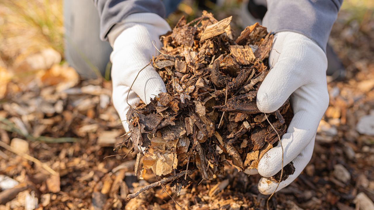 Mushroom Waste Management: मशरूम अवशेष को बेकार न समझें, खेत में डालें और पैदावार तेजी से बढ़ाएं