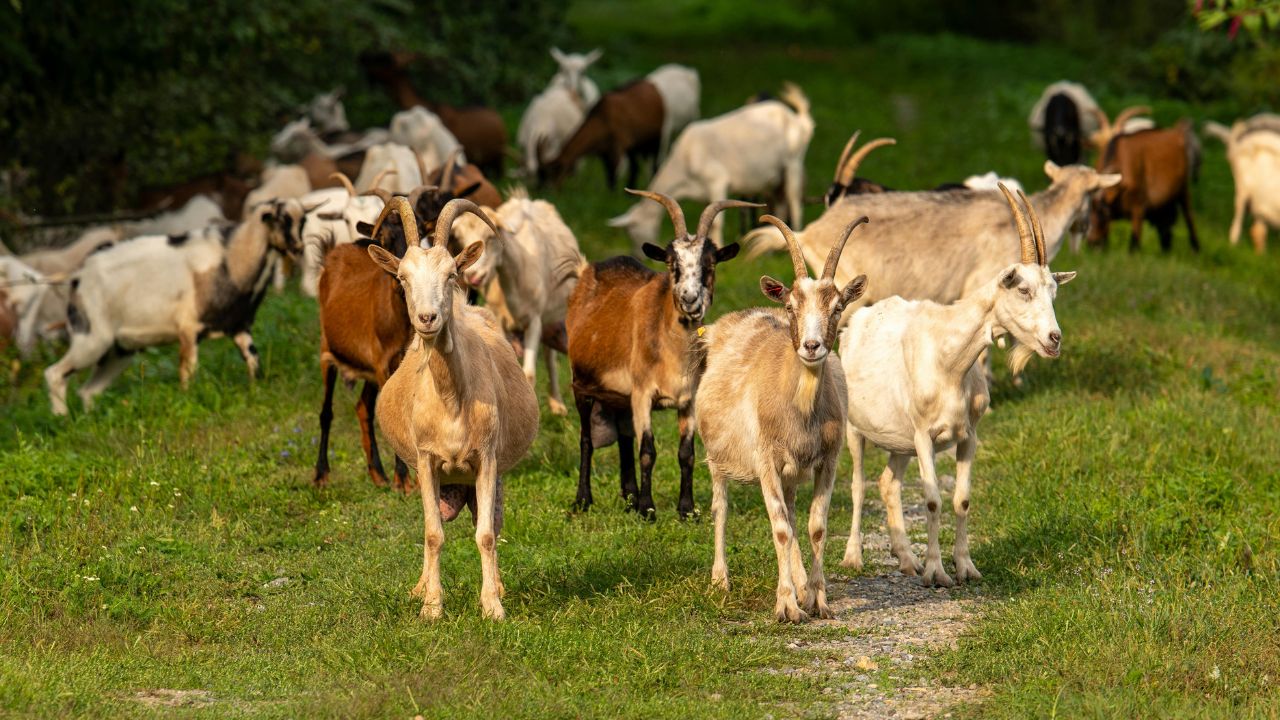 बकरियां बार-बार बीमार हो रही हैं? इन 5 रोगों से बचाने के लिए अपनाएं ये तरीके