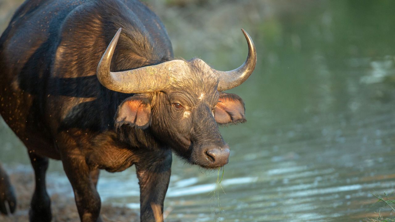 1200 लीटर से ऊपर दूध देने वाली भैंस! गांव-गांव बढ़ा रही डेयरी किसानों की कमाई