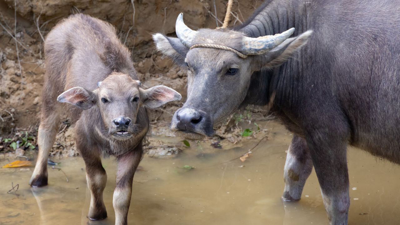 डेयरी बिजनेस में मुनाफा बढ़ाना है? तो इस भैस का करें पालन..रोज देती 15 लीटर दूध