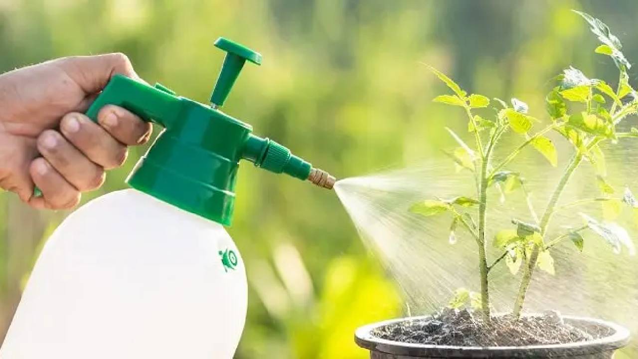 Gardening Tips: ठंड में पौधों की ग्रोथ बनाए रखने के लिए अपनाएं ये उपाय, हरे-भरे बने रहेंगे