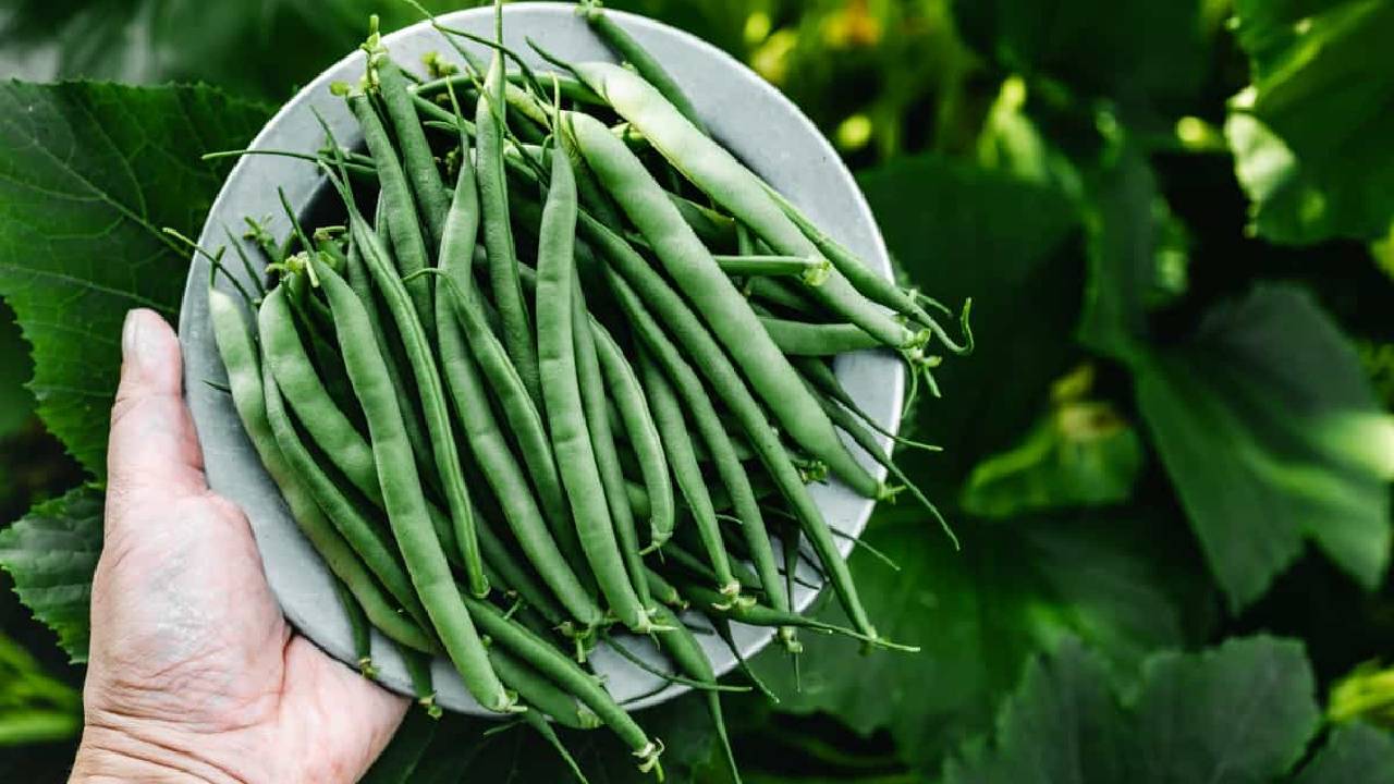 Beans Farming: खेती से कमाई के लिए बदलें तरीका, बींस की बुवाई से 2 महीने में होंगे मालामाल