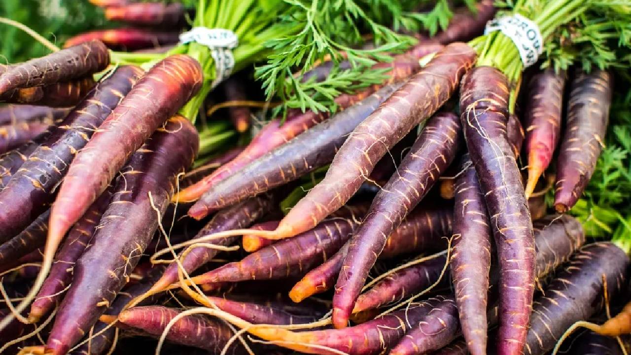 काली गाजर सेहत के लिए वरदान, अब घर पर उगाना हुआ बेहद आसान, जानिए कैसे