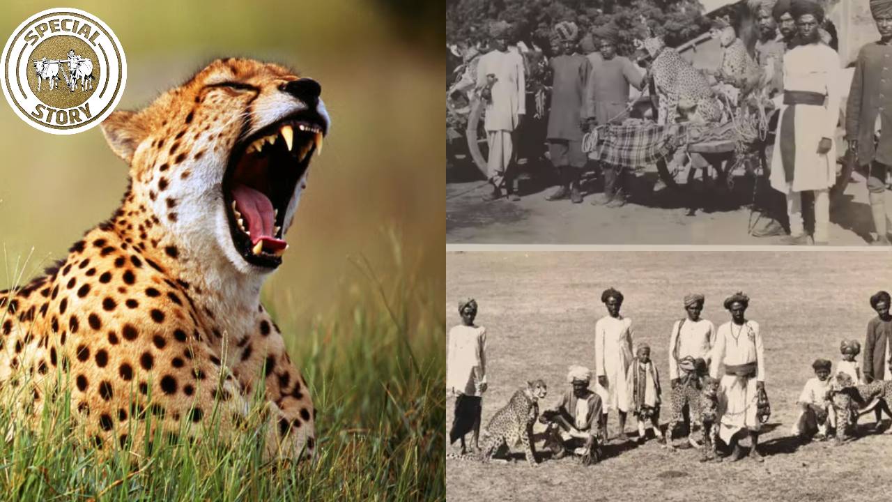 International Cheetah Day: भारत से कैसे गायब हुए थे चीते? इतिहास की वो सच्चाई जिसे जानना जरूरी है