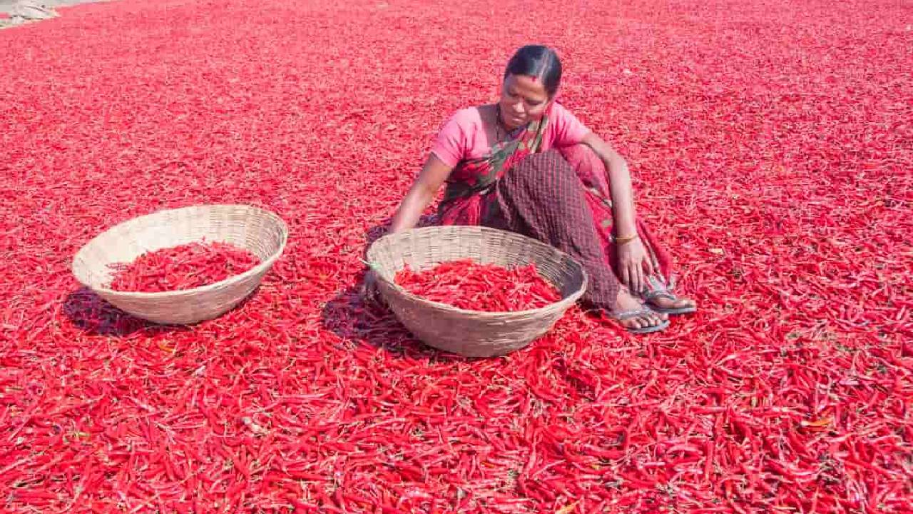देश की सबसे बड़ी मंडी में 22000 रुपये क्विंटल हुई लाल सूखी मिर्च, मार्केट में पहुंची 1186 टन उपज