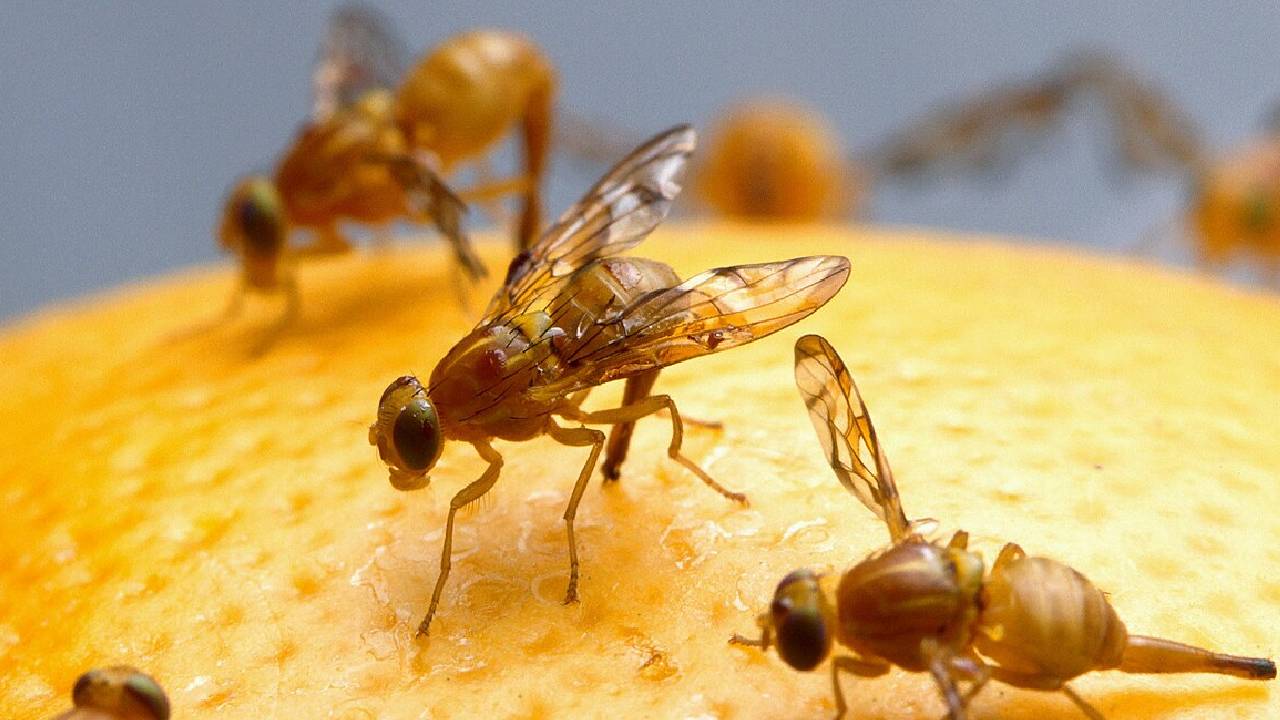 फल वाली मक्खियों से फसल को बड़ा नुकसान, नियंत्रण के लिए ये उपाए करें किसान
