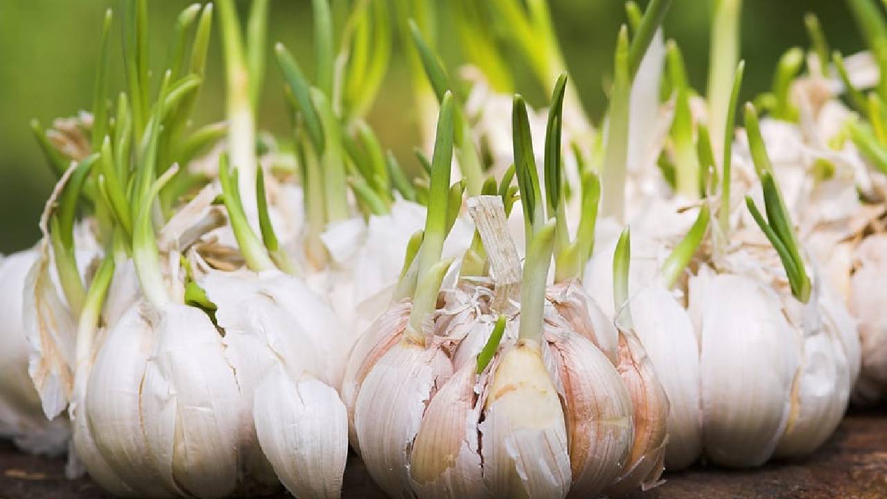 Garlic Farming Tips: लहसुन की खेती में किसान अपनाएं कुछ आसान टिप्स, कंद बनेंगे मोटे और ज्यादा पैदावार होगी