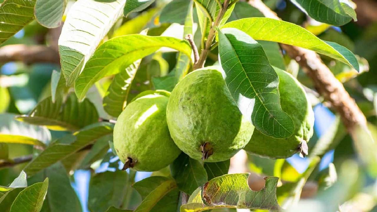 कम लागत में ज्यादा कमाई का फॉर्मूला, जानिए अमरूद की खेती कैसे बनेगी आपकी आमदनी का जरिया