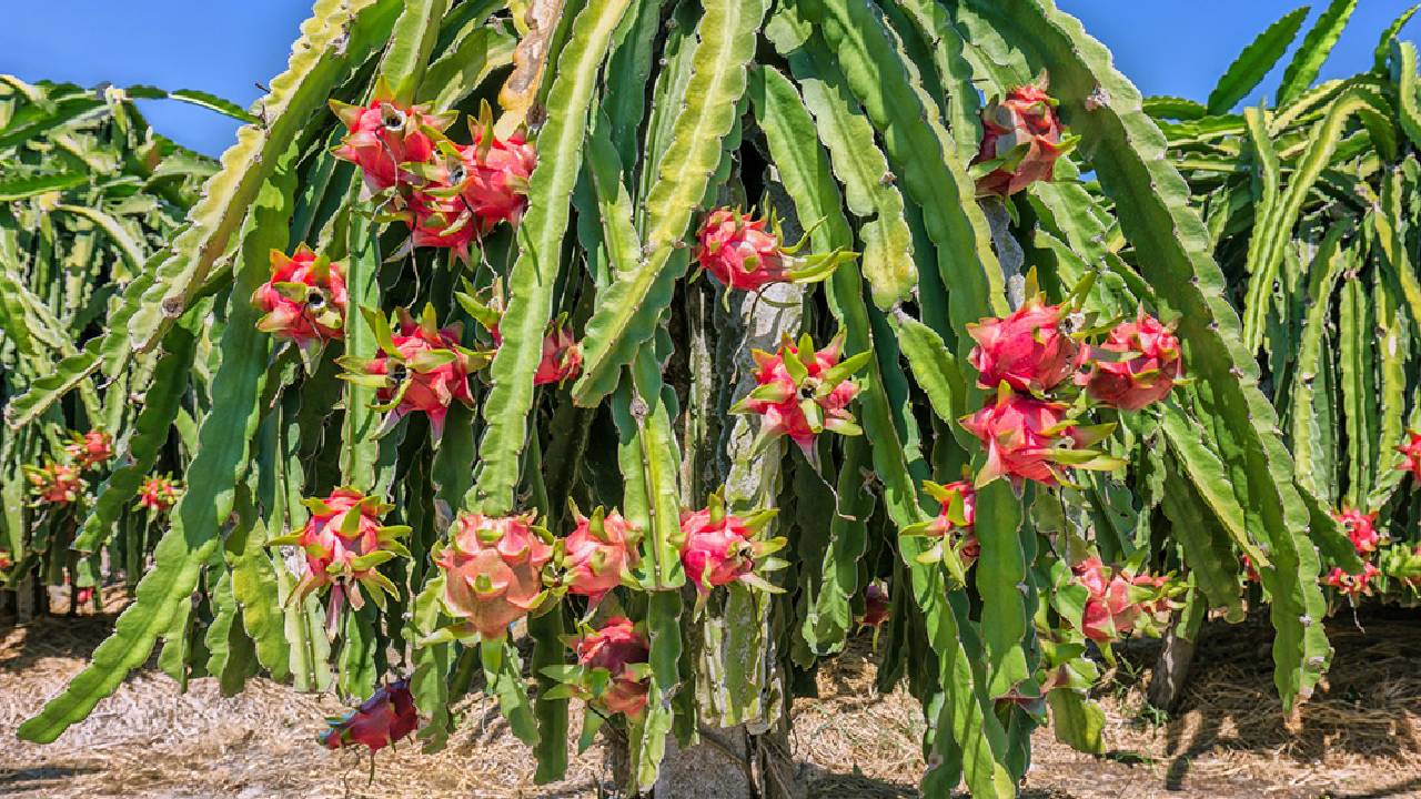 Dragon Fruit: घर पर ड्रैगन फ्रूट कैसे उगाएं, एक साल में देगा मीठे फल और मोटी कमाई
