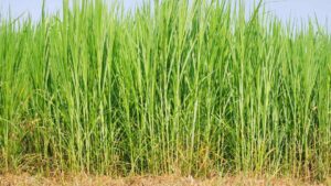 Napier Grass: पौष्टिकता में बेजोड़ है ये हरी घास, गर्मी में पशुओं का बढ़ जाएगा दूध
