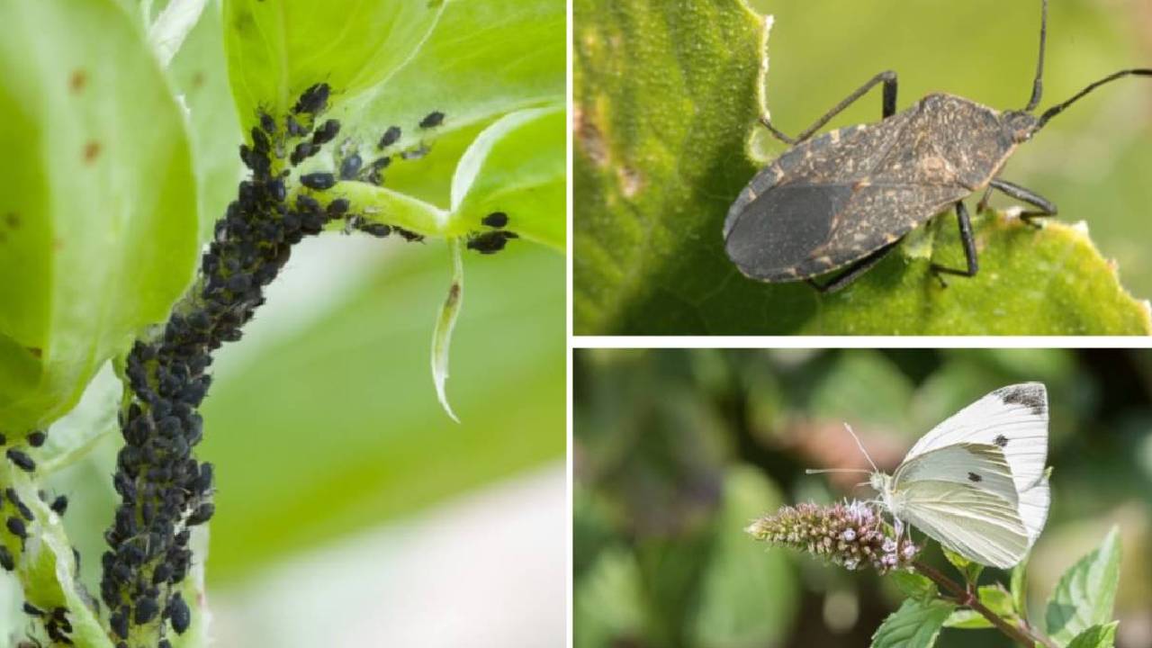 Gardening Tips: पौधों में लगे कीड़े अब नहीं करेंगे नुकसान, यह घरेलू घोल करेगा सफाया