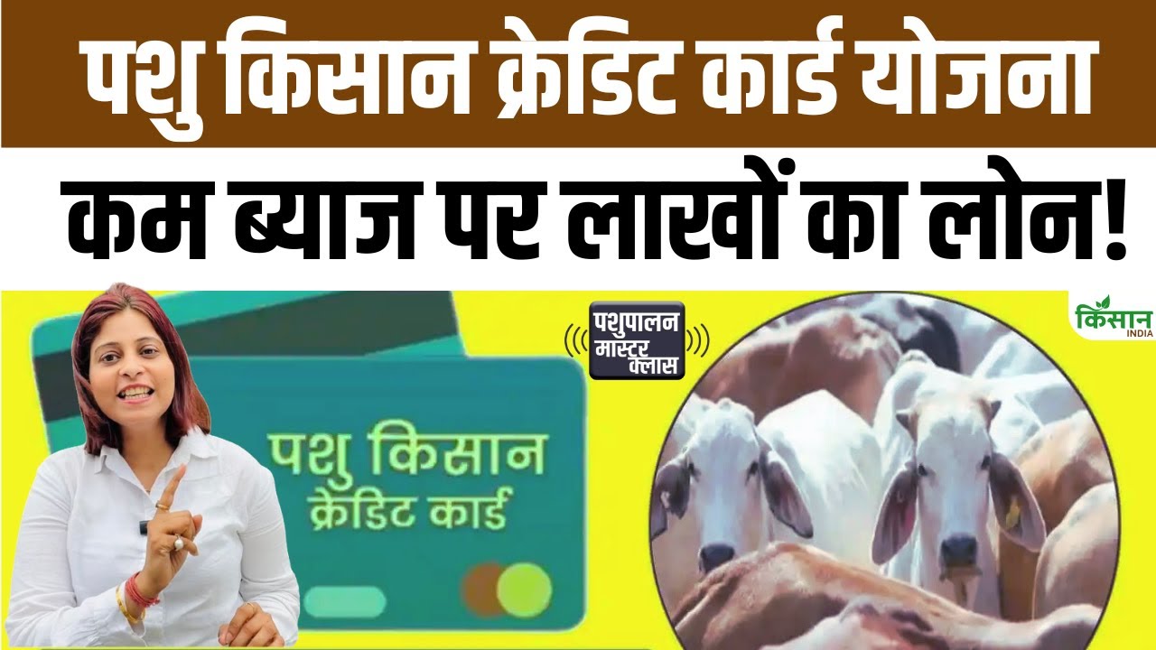 पशु किसान क्रेडिट कार्ड योजना से डेयरी किसानों को सस्ता लोन, सरकार दे रही आसान आवेदन प्रक्रिया