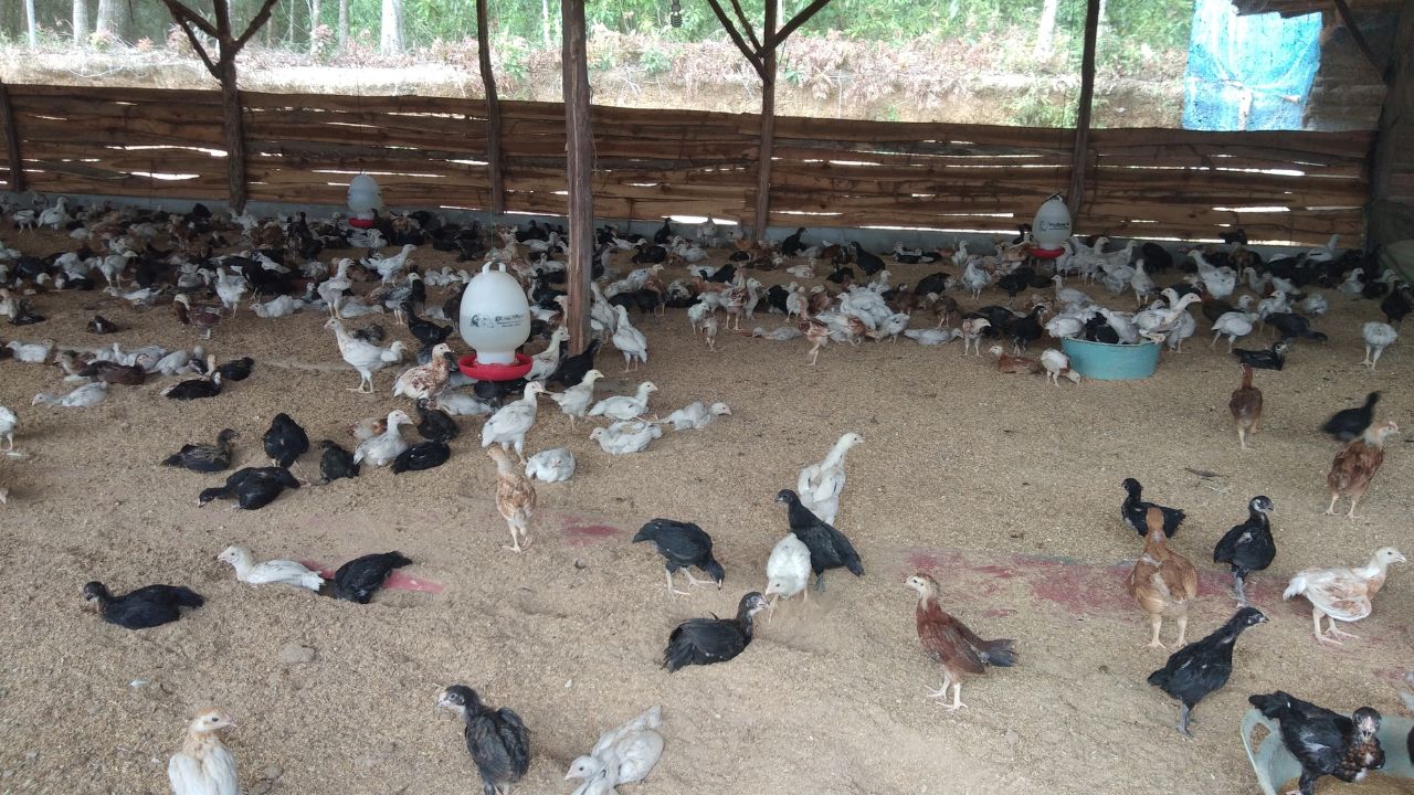 सर्दी से बचाने का देसी फॉर्मूला, लेमनग्रास और नीम तेल से मुर्गियों की सेहत रहेगी दुरुस्त