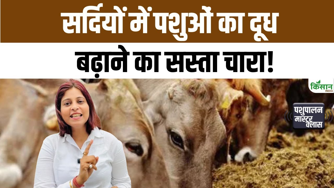 सर्दियों में खेतों का बथुआ बना पशुओं का सुपरफूड, दूध उत्पादन बढ़ाए और ठंड से शरीर को बचाए