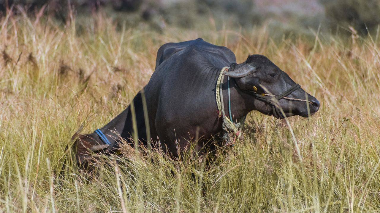 Murrah Buffalo: हर दिन बढ़ेगा मुनाफा! मुर्रा भैंस की खासियतें बनाएंगी डेयरी को सुपर प्रॉफिट बिजनेस
