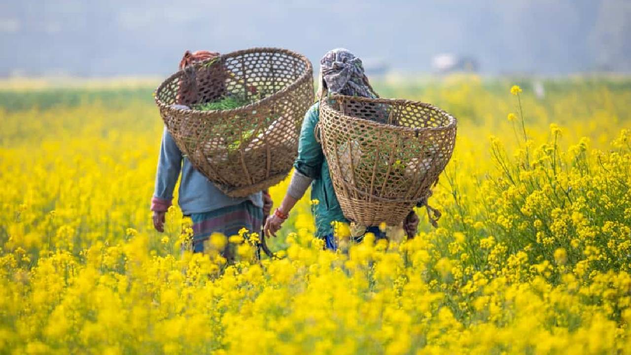 सरसों भावांतर योजना को केंद्र ने मंजूरी दी, किसान से तुअर दाल का हर दाना MSP पर खरीदने की घोषणा 