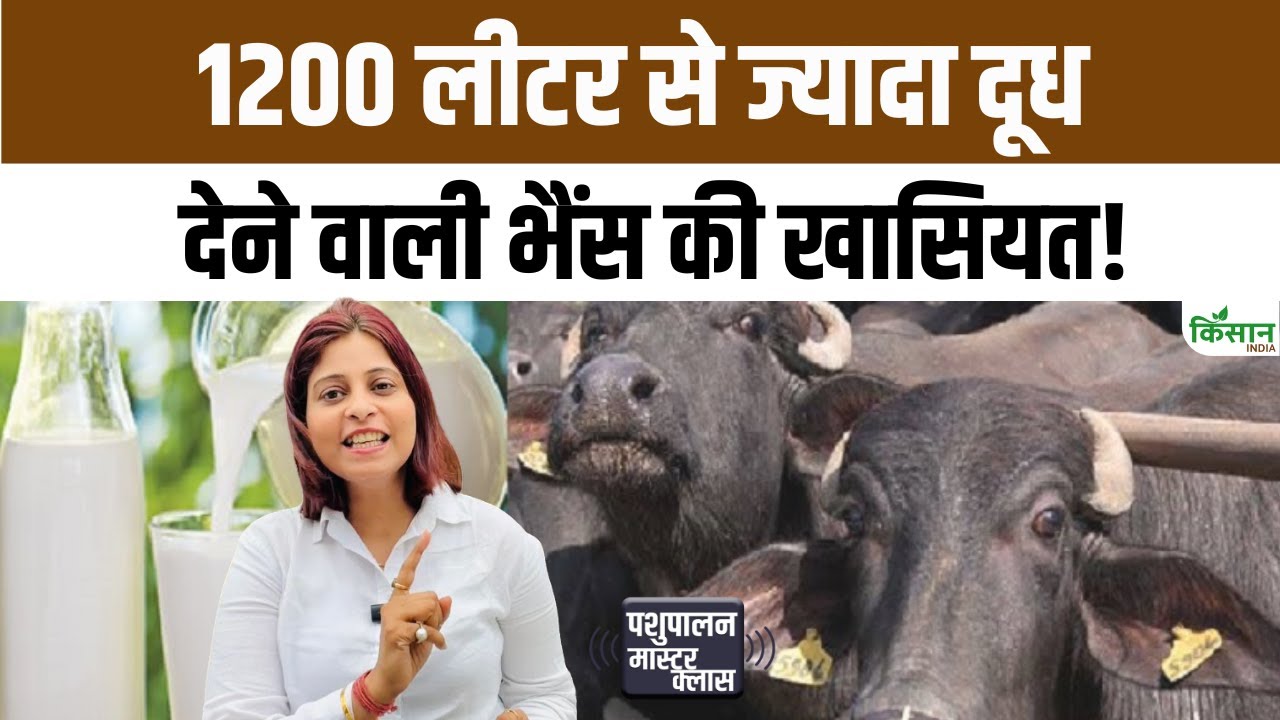 1200 लीटर दूध देने वाली नागपुरी भैंस से बदली किसानों की किस्मत, डेयरी फार्मिंग बनी मुनाफे का मजबूत जरिया