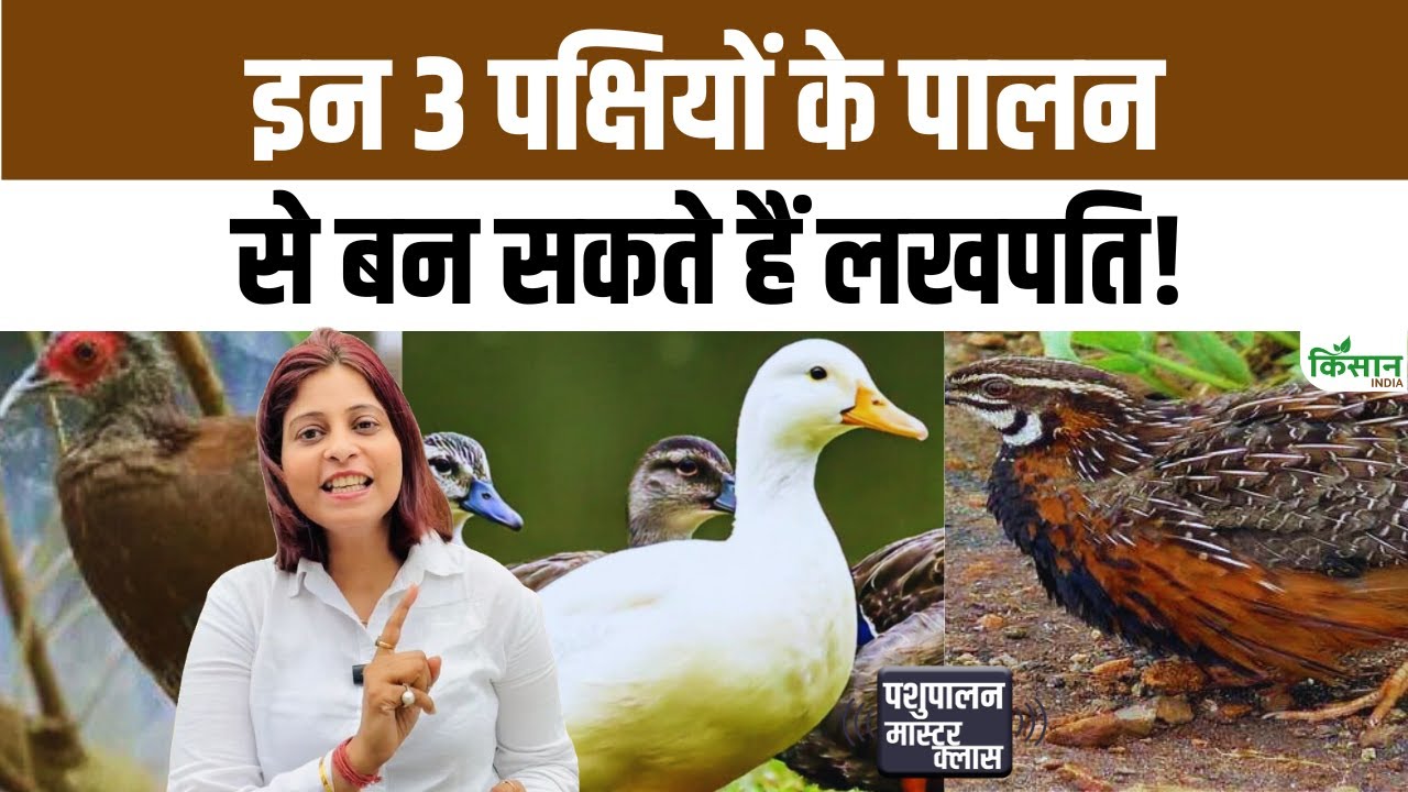 Poultry Farming: इन 3 पक्षियों के पालन से बदलेगी आपकी किस्मत, कम खर्च में बन सकते हैं लखपति