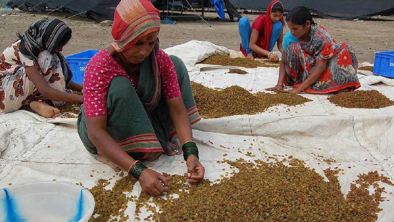 चीनी किशमिश की एंट्री से महाराष्ट्र में दाम धड़ाम, किसान-व्यापारियों ने की तुरंत कार्रवाई की मांग