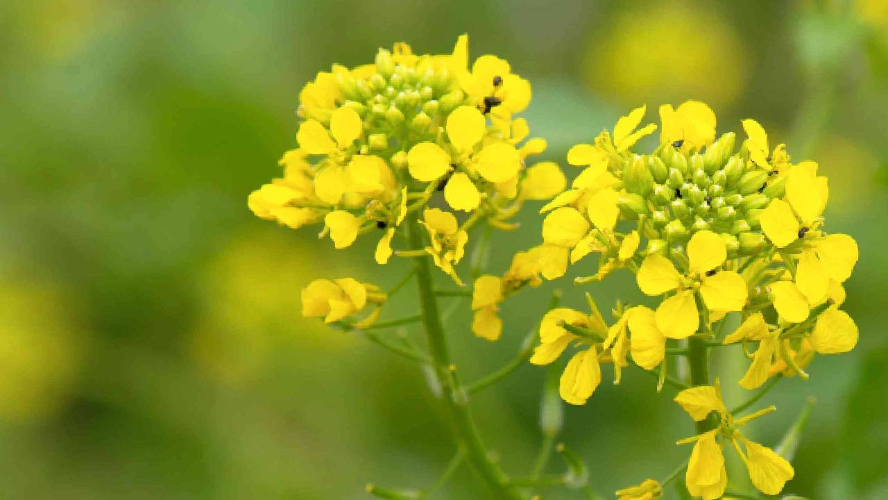 सरसों की कटाई से पहले रखें ये सावधानियां, वरना घट सकती है उपज