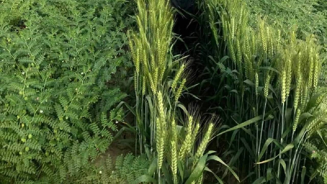 यूट्यूब बना सहारा: किसान ने दोहरी फसल और नई तकनीक से बढ़ाया उत्पादन और मुनाफा