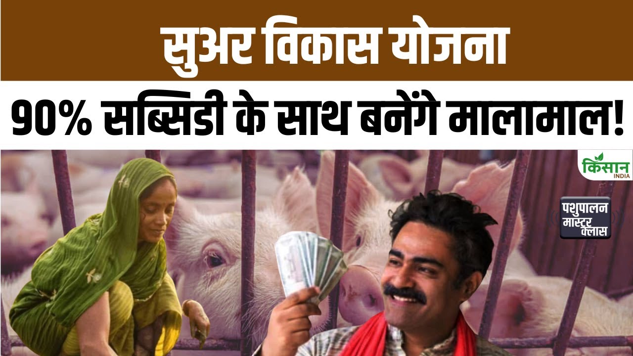 Pig Farming Scheme में किसानों को 90 फीसदी सब्सिडी, सुअर पालन से हर माह लाखों कमाई का मौका