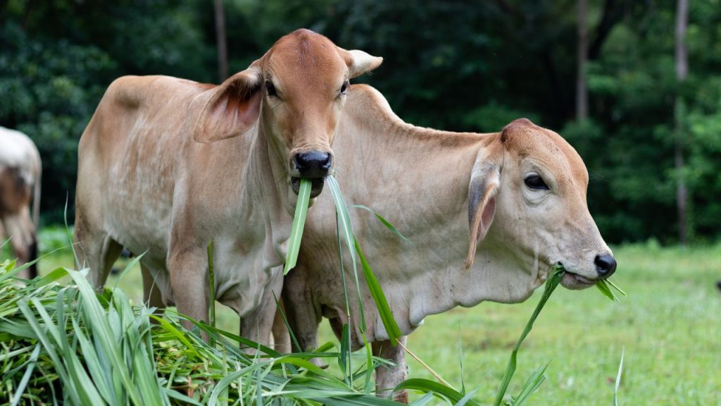 आज के समय में गौपालन एक अच्छा बिजनेस बन चुका है, लेकिन बिना सही जानकारी और धैर्य के यह घाटे का सौदा भी बन सकता है. गायों की सेहत पर थोड़ा भी ध्यान न दिया जाए तो इलाज का खर्च बढ़ जाता है और मुनाफा खत्म हो जाता है. आज के समय में गौपालन एक अच्छा बिजनेस बन चुका है, लेकिन बिना सही जानकारी और धैर्य के यह घाटे का सौदा भी बन सकता है. गायों की सेहत पर थोड़ा भी ध्यान न दिया जाए तो इलाज का खर्च बढ़ जाता है और मुनाफा खत्म हो जाता है.