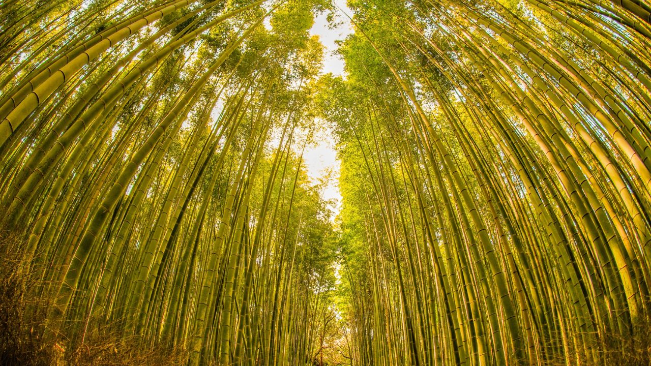 City Of Bamboo: बांस का शहर, जहां जंगल से लेकर घर तक बांस बनता है हर किसी की कमाई का रास्ता!