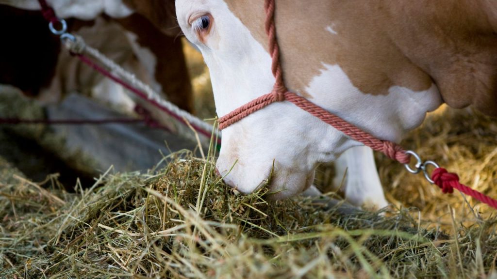 गौपालन अस्थायी काम नहीं है. जितना ज्यादा समय आप गायों को देंगे, उतना ही बेहतर फायदा मिलेगा. रोजाना गाय की चाल, गोबर, भूख और व्यवहार पर नजर रखना छोटे नुकसान को बड़े घाटे बनने से रोकता है. गौपालन अस्थायी काम नहीं है. जितना ज्यादा समय आप गायों को देंगे, उतना ही बेहतर फायदा मिलेगा. रोजाना गाय की चाल, गोबर, भूख और व्यवहार पर नजर रखना छोटे नुकसान को बड़े घाटे बनने से रोकता है.