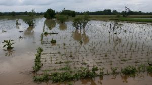 भारी बारिश से जलमग्न हुए खेत, धान और गन्ने को भारी नुकसान.. किसान नहीं कर पा रहे फसल कटाई