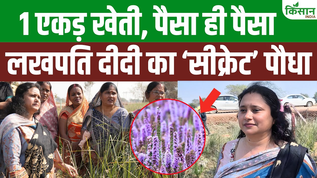 धान छोड़िए, पचौली अपनाइए! 3500 रुपये लीटर बिकने वाला तेल बना रहा लखपति दीदी, जानें खेती का पूरा गणित