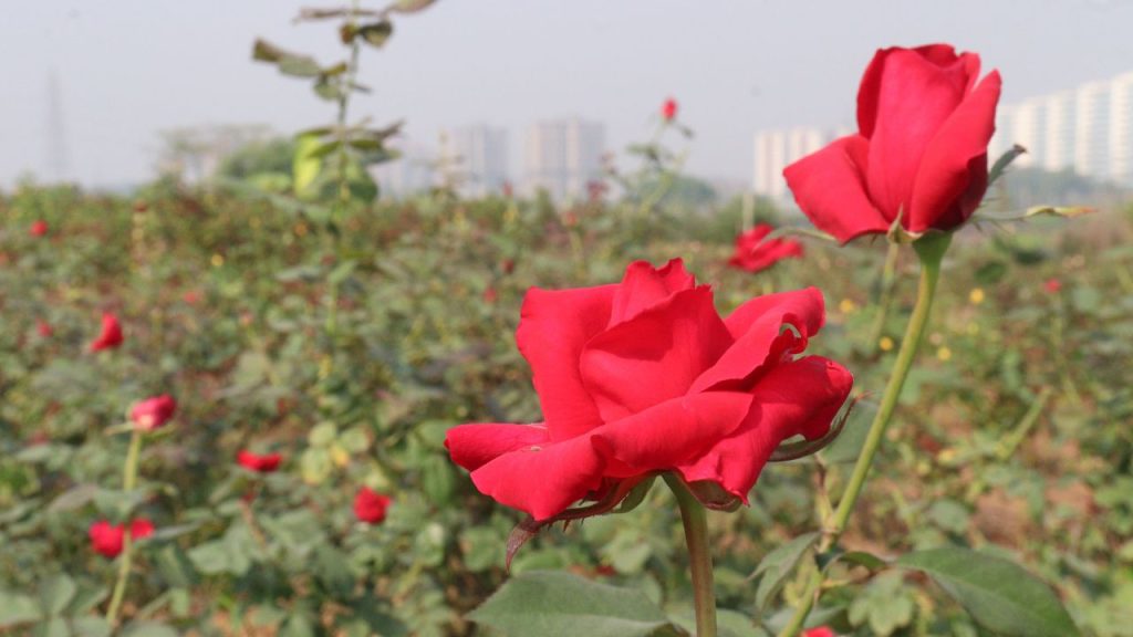 आज के किसान गेहूं, चना, प्याज और सोयाबीन जैसी पारंपरिक फसलों पर पूरी तरह निर्भर नहीं रहना चाहते. लगातार बढ़ती लागत और घटता मुनाफा उन्हें परेशान कर रहा है. ऐसे में फूलों की खेती कम मेहनत और रोजाना आमदनी का एक शानदार विकल्प बनती जा रही है. आज के किसान गेहूं, चना, प्याज और सोयाबीन जैसी पारंपरिक फसलों पर पूरी तरह निर्भर नहीं रहना चाहते. लगातार बढ़ती लागत और घटता मुनाफा उन्हें परेशान कर रहा है. ऐसे में फूलों की खेती कम मेहनत और रोजाना आमदनी का एक शानदार विकल्प बनती जा रही है.