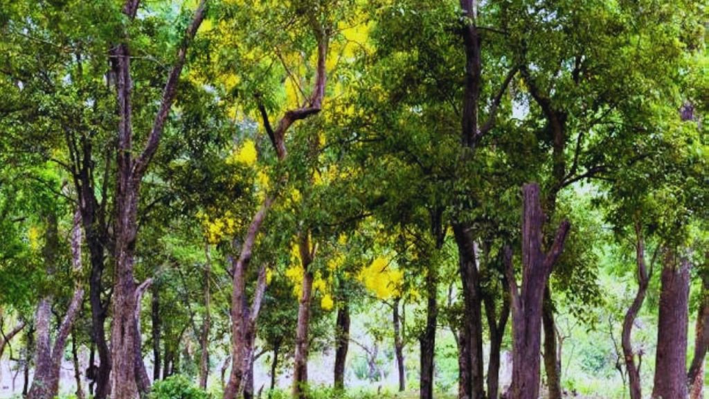 लाल चंदन ऐसा पेड़ है जो रोज-रोज कमाई नहीं देता, लेकिन जब 12–15 साल बाद तैयार होता है तो एक साथ इतनी बड़ी रकम देता है कि किसान की पूरी जिंदगी बदल सकती है. यही वजह है कि इसे खेती का ‘फयूचर ATM’ कहा जा रहा है. लाल चंदन ऐसा पेड़ है जो रोज-रोज कमाई नहीं देता, लेकिन जब 12–15 साल बाद तैयार होता है तो एक साथ इतनी बड़ी रकम देता है कि किसान की पूरी जिंदगी बदल सकती है. यही वजह है कि इसे खेती का ‘फयूचर ATM’ कहा जा रहा है.