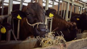 Dairy Farming Tips: इस तरह दिया हरा चारा तो गाय हो जाएगी बीमार, घटेगा दूध और मुनाफा होगा जीरो! Dairy Farming Tips: इस तरह दिया हरा चारा तो गाय हो जाएगी बीमार, घटेगा दूध और मुनाफा होगा जीरो!