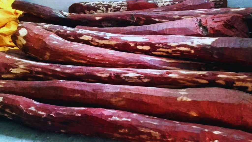 लाल चंदन की लकड़ी की कीमत ₹3,000 से ₹10,000 प्रति किलो तक जाती है. आयुर्वेदिक दवाओं, इत्र, हैंडीक्राफ्ट और विदेशों में महंगे फर्नीचर की वजह से इसकी डिमांड साल दर साल बढ़ती जा रही है. लाल चंदन की लकड़ी की कीमत ₹3,000 से ₹10,000 प्रति किलो तक जाती है. आयुर्वेदिक दवाओं, इत्र, हैंडीक्राफ्ट और विदेशों में महंगे फर्नीचर की वजह से इसकी डिमांड साल दर साल बढ़ती जा रही है.