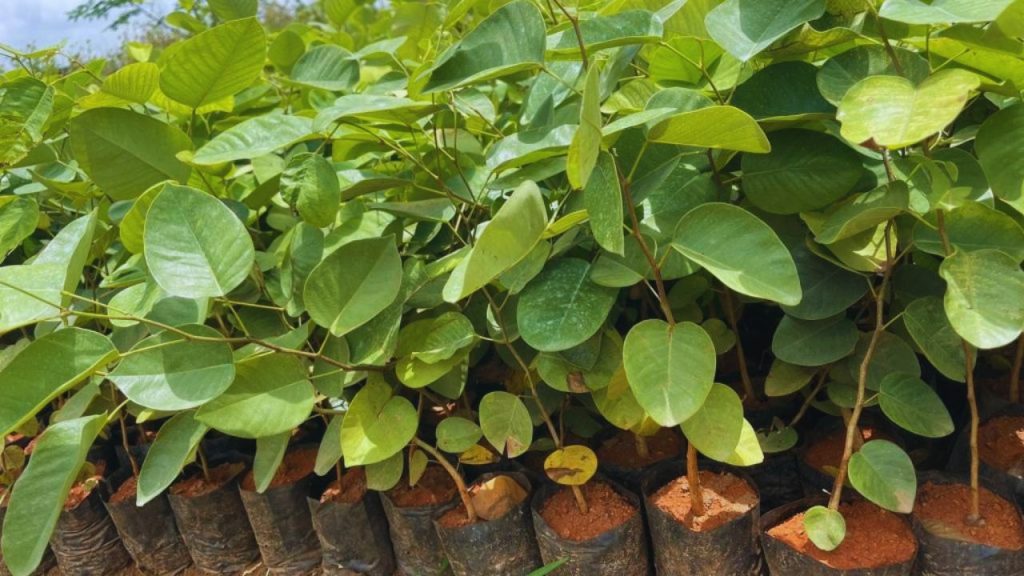 लाल चंदन की खेती में सबसे अहम बात है असली पौधे की पहचान. नर्सरी से प्रमाणित पौधे ही लें, क्योंकि नकली किस्म न तो सही बढ़ती है और न ही बाजार में उसका कोई दाम मिलता है. लाल चंदन की खेती में सबसे अहम बात है असली पौधे की पहचान. नर्सरी से प्रमाणित पौधे ही लें, क्योंकि नकली किस्म न तो सही बढ़ती है और न ही बाजार में उसका कोई दाम मिलता है.