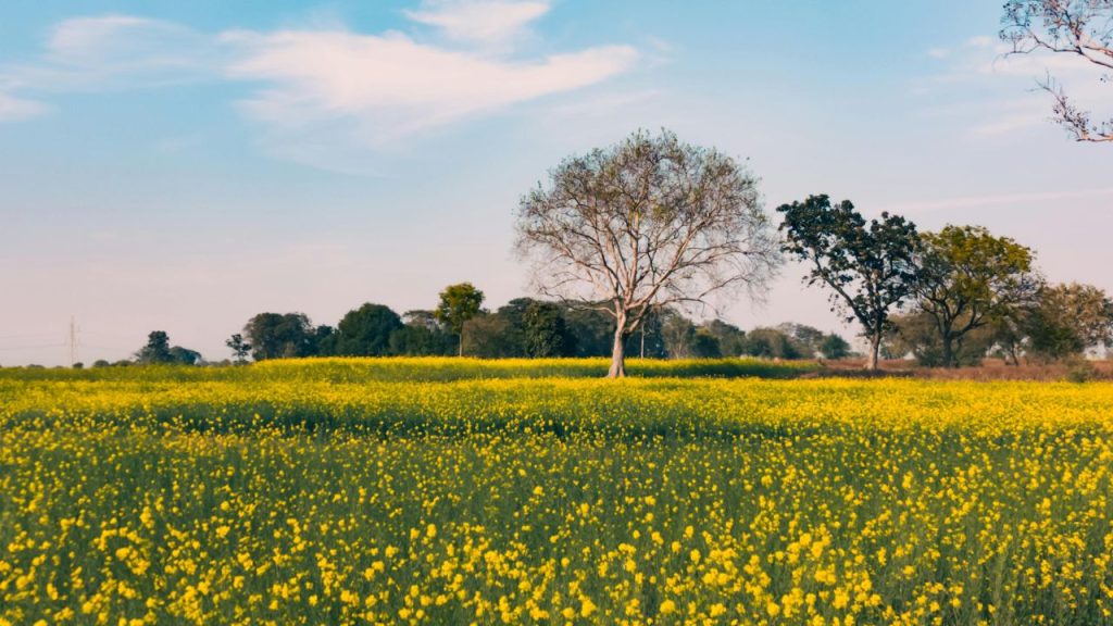 पीएसबी और एजोटोबैक्टर जैसे जैव उर्वरकों के प्रयोग से सरसों की पैदावार करीब 20 प्रतिशत तक बढ़ सकती है. साथ ही मिट्टी की सेहत भी लंबे समय तक बनी रहती है. पीएसबी और एजोटोबैक्टर जैसे जैव उर्वरकों के प्रयोग से सरसों की पैदावार करीब 20 प्रतिशत तक बढ़ सकती है. साथ ही मिट्टी की सेहत भी लंबे समय तक बनी रहती है.