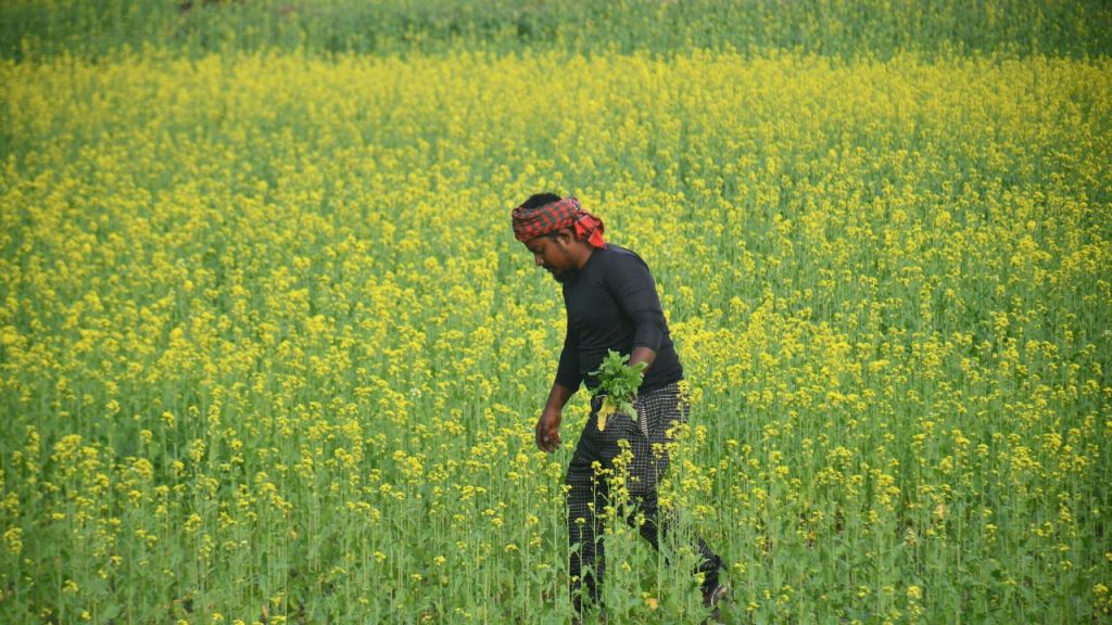 प्रति एकड़ सिर्फ 2 किलो बीज का प्रयोग करें और बुआई से पहले कार्बेन्डाजिम से बीज उपचार जरूर करें. इससे फसल शुरुआती बीमारियों से सुरक्षित रहती है. प्रति एकड़ सिर्फ 2 किलो बीज का प्रयोग करें और बुआई से पहले कार्बेन्डाजिम से बीज उपचार जरूर करें. इससे फसल शुरुआती बीमारियों से सुरक्षित रहती है.
