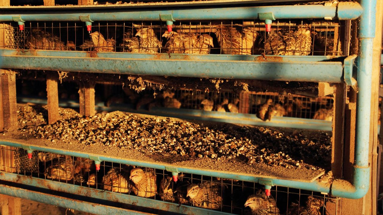 Bater Farming: बटेर फार्मिंग कैसे करें.. पक्षी पालन से कमाई बढ़ाएं, जानिए पूरा तरीका