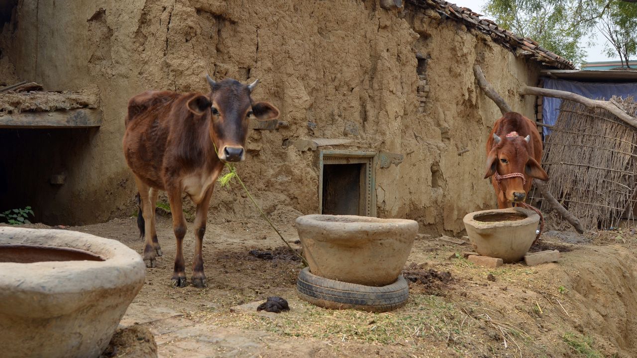 पशु के बार-बार रिपीट होने से हैं परेशान? अपनाएं ये अचूक उपाय, ठहर जाएगा गर्भ!