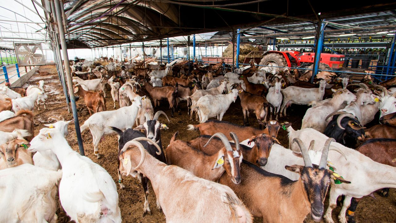 ठंड में मेमनों को हो सकता है निमोनिया, इन 4 तरीकों से बचाएं अपने बकरी के बच्चे
