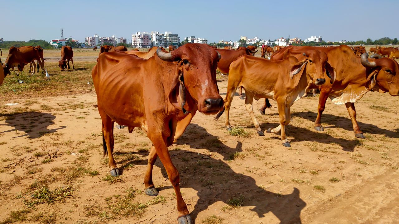 डेयरी फार्मिंग की सफेद सोना है गिर गाय! बस पालने का सही तरीका जान लें, तो साल भर होगी छप्परफाड़ कमाई