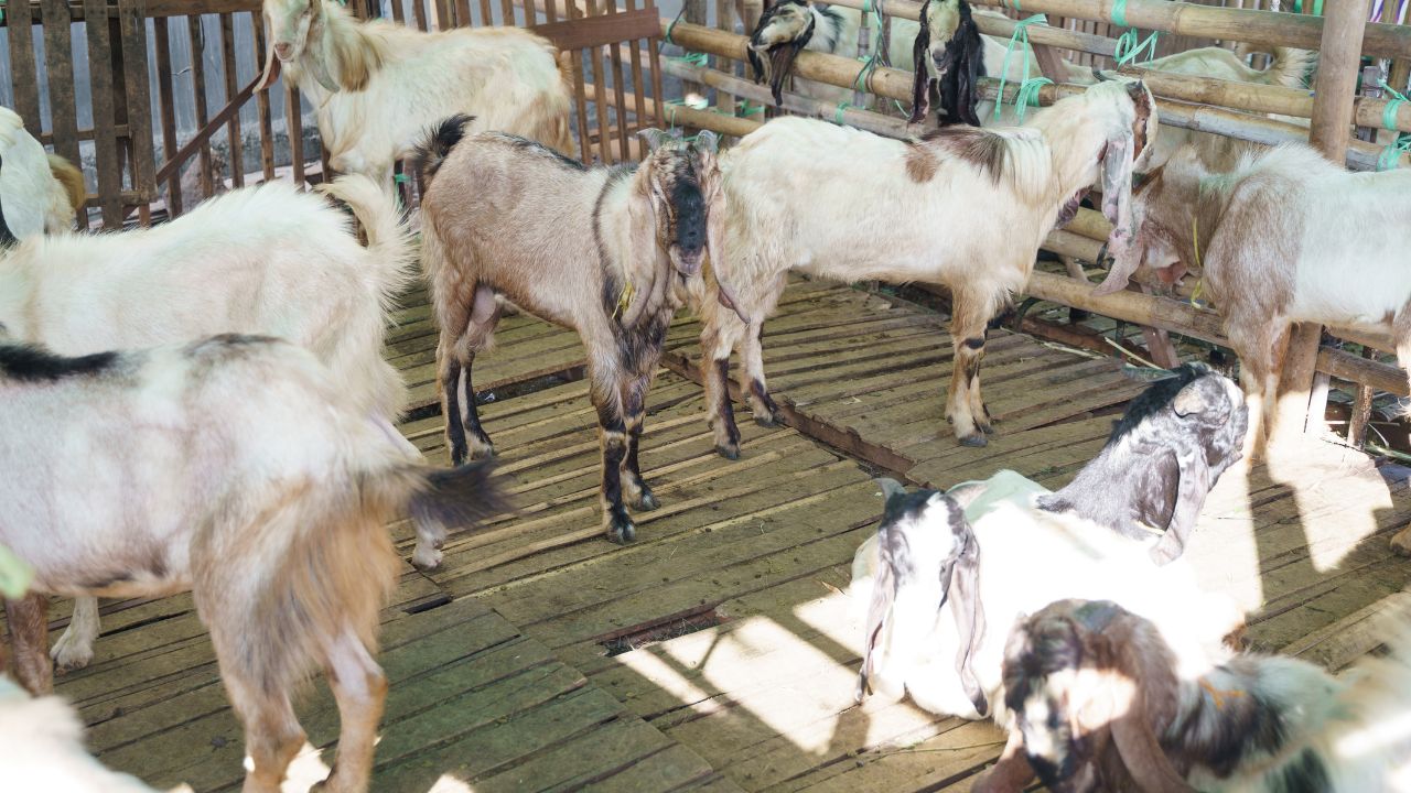 Goat Framing: बकरियों का हॉर्लिक्स-बॉर्नविटा! सिर्फ 40 रुपये किलो में तेज ग्रोथ और मजबूत सेहत