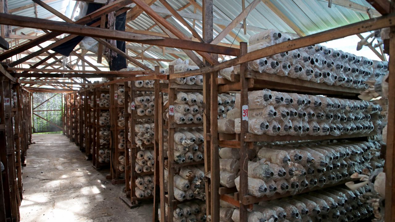 Mushroom Farming : धान-गेहूं छोड़िए.. मशरूम की खेती से बदलेगी किस्मत, सरकार भी दे रही सब्सिडी