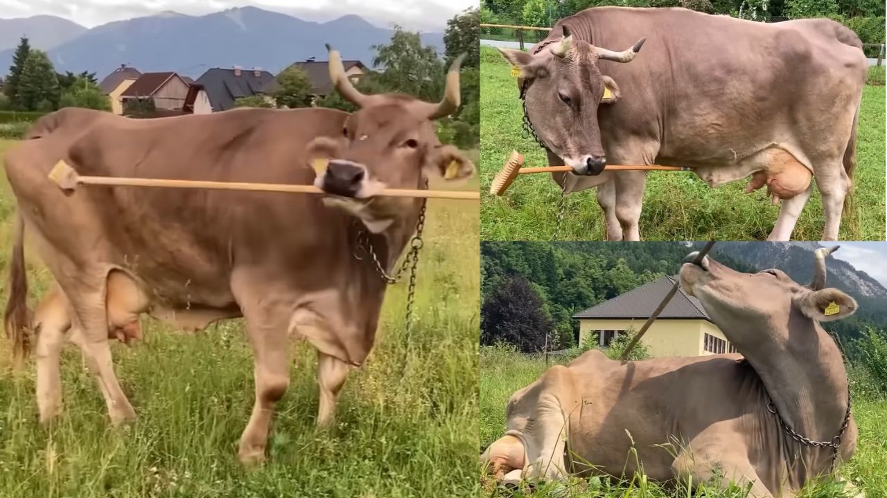 गायों की आइंस्टाइन वेरोनिका..पहली बार गाय ने दिखाया औजार चलाने का कमाल, वैज्ञानिक रह गए हैरान!